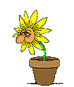 Blume Animation