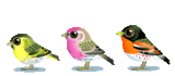Vögel Animation