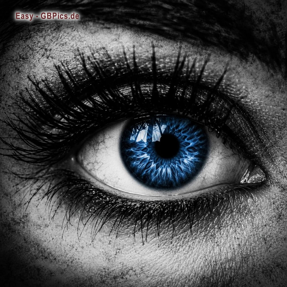 Auge