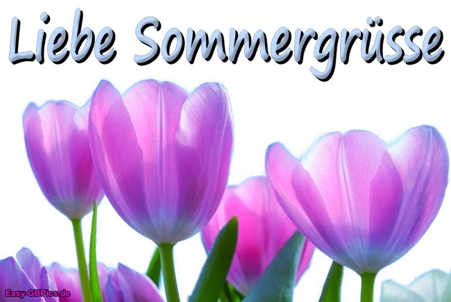 Blumen Sommergrüsse Blumen Sommergrüsse